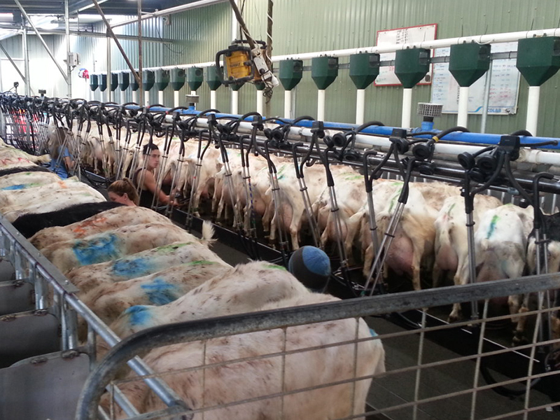 Herringbone feeding system